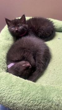 Melody cats : Rhapsody - Photo 3