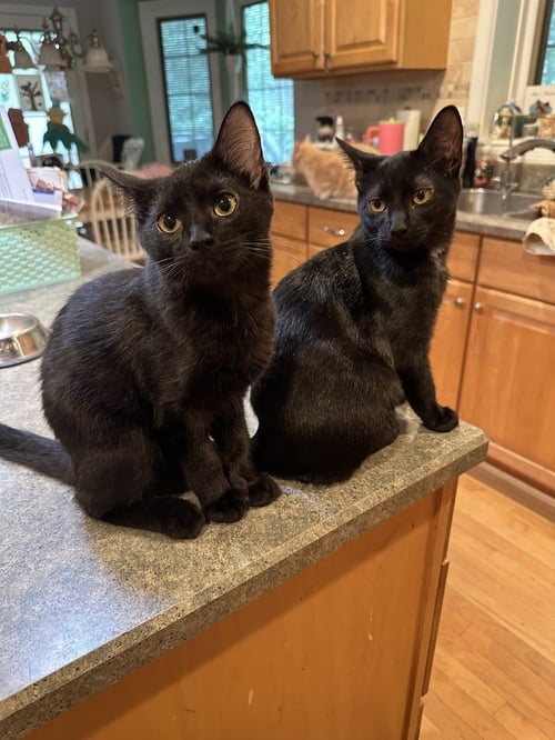 MELODY CATS : RHAPSODY - Domestic Short Hair available for adoption