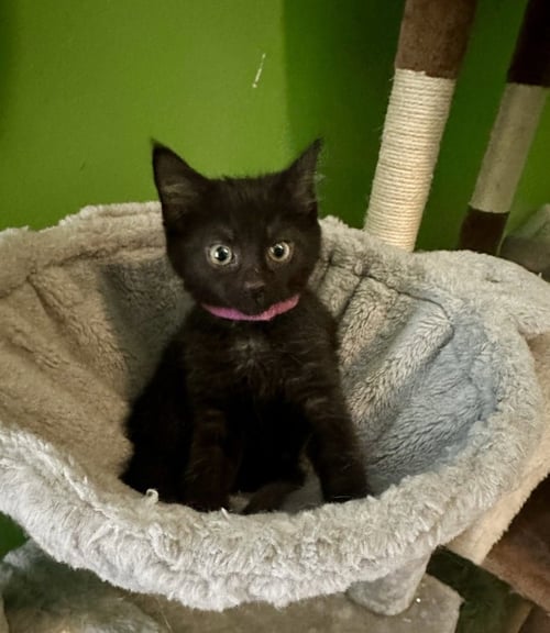 MELODY CATS : RHAPSODY - Domestic Short Hair available for adoption