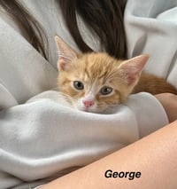 Harrys Cats : George - Photo 1