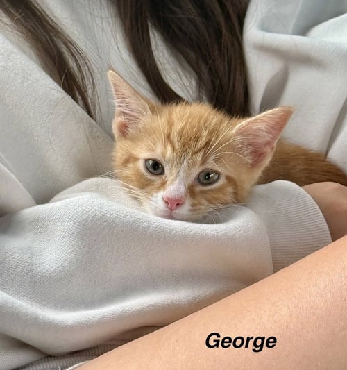 HARRYS CATS : GEORGE - Domestic Short Hair available for adoption