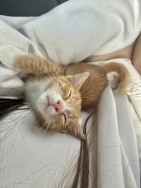 Harrys Cats : George - Photo 2