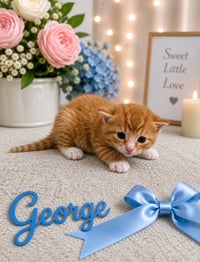 Harrys Cats : George - Photo 3