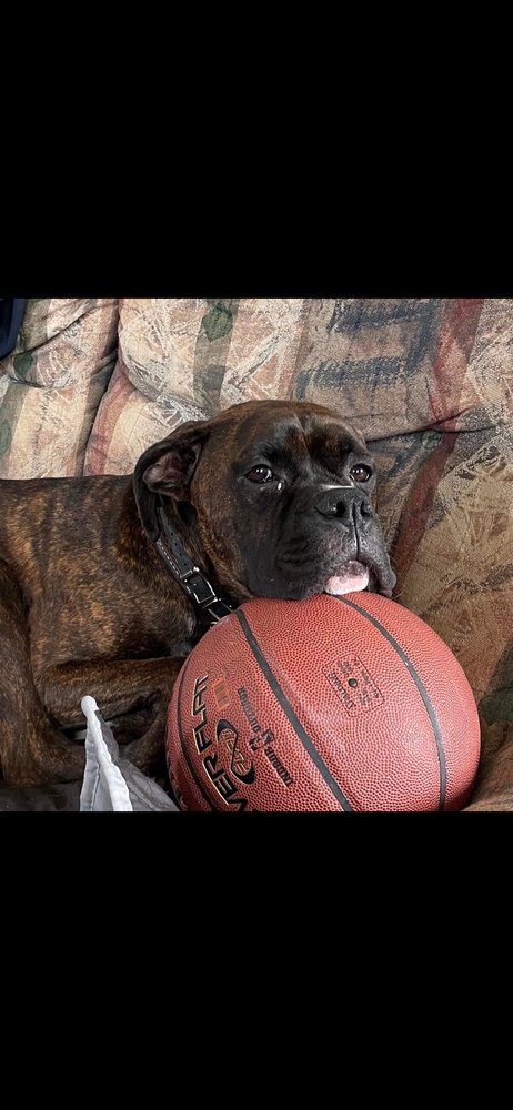 CD : LEO - Boxer available for adoption