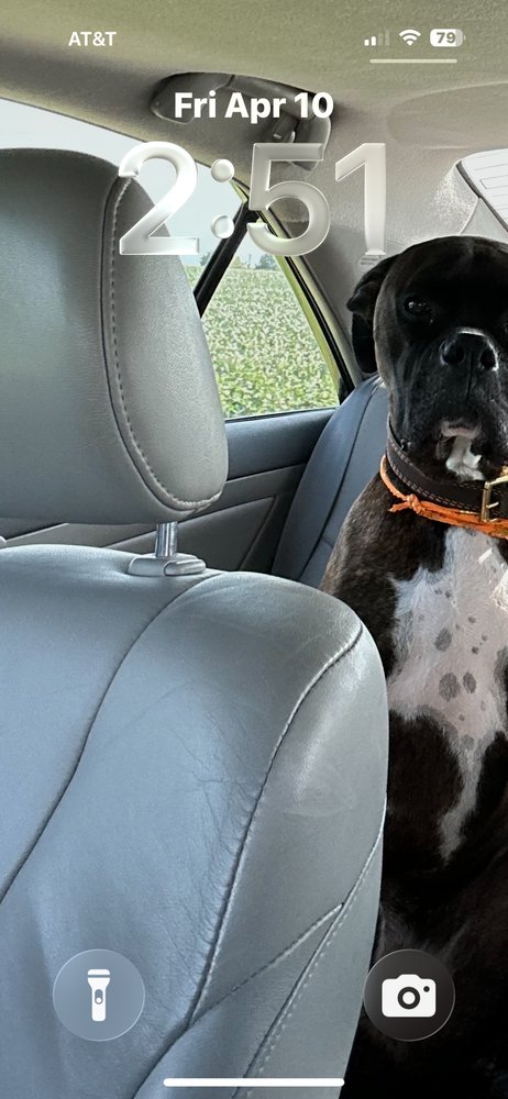 CD : LEO - Boxer available for adoption