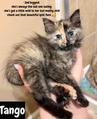 Military Kittens : Tango - Photo 1