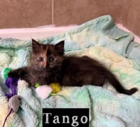 Military Kittens : Tango - Photo 2