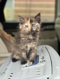 Military Kittens : Tango - Photo 3