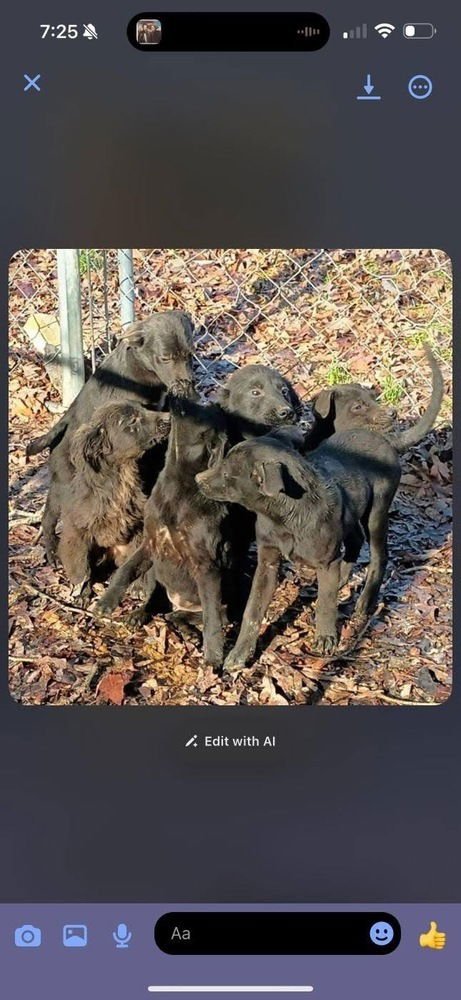 GARBAGE PAIL KIDS : RAKED JACOB - Flat-coated Retriever / Border Collie available for adoption