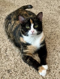 Harrys Cats : Molly - Photo 1