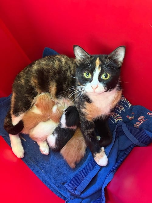 HARRYS CATS : MOLLY - Calico available for adoption