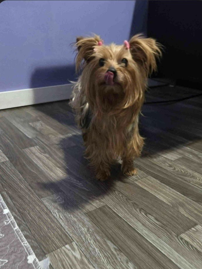 ABBY YORK - Yorkshire Terrier Yorkie available for adoption