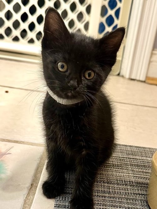 COPACABANA CATS :  RICO - Domestic Short Hair available for adoption
