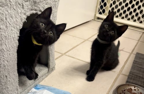 COPACABANA CATS :  RICO - Domestic Short Hair available for adoption