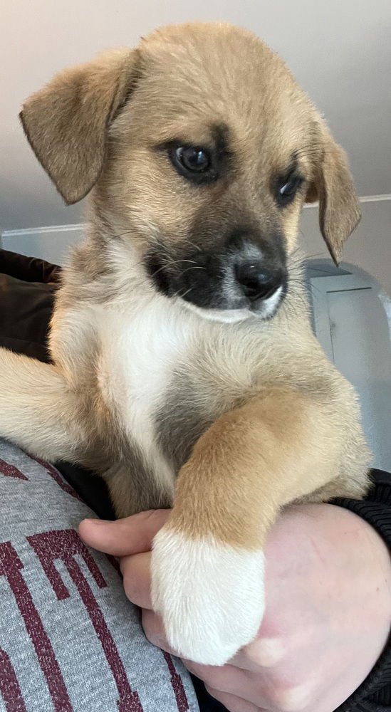 COLORADO : AURORA - Retriever / Terrier available for adoption