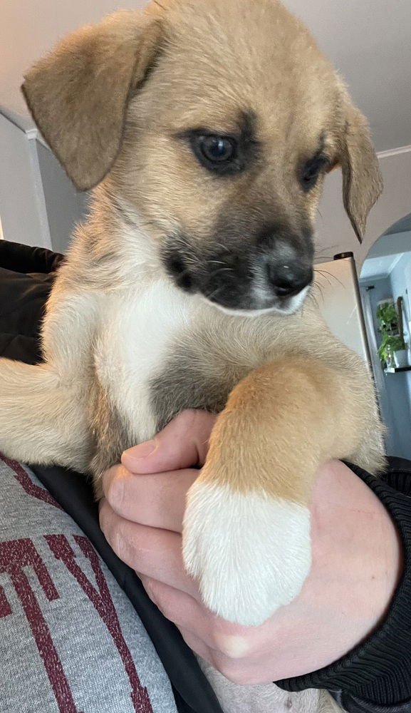 COLORADO : AURORA - Retriever / Terrier available for adoption