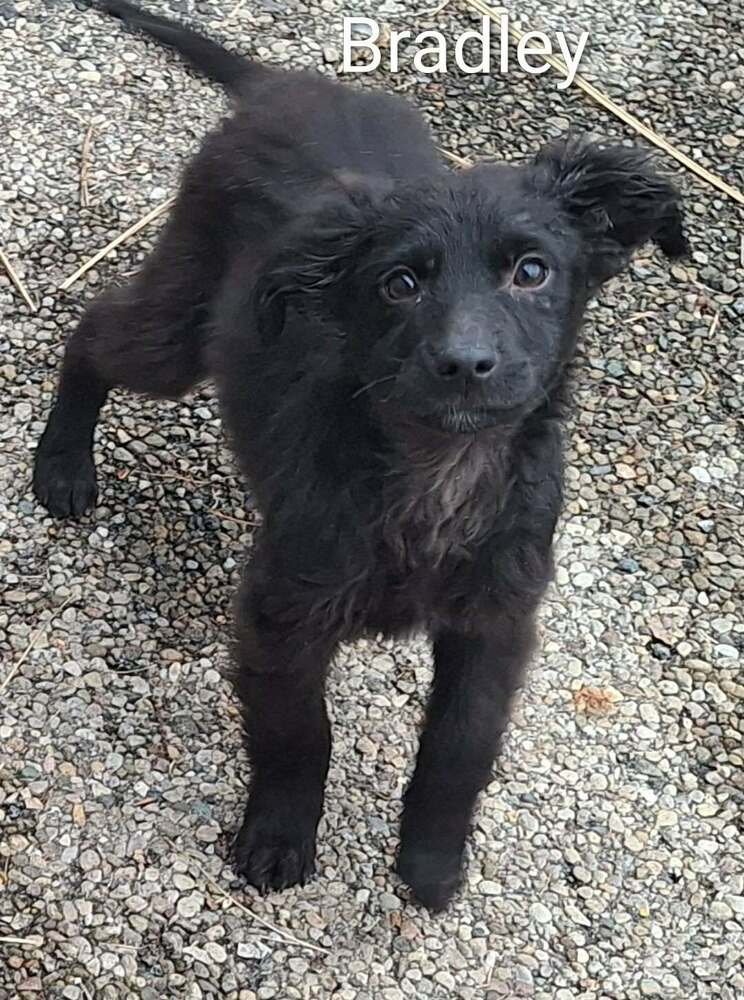 GARBAGE PAIL KIDS : BRADLEY APPLE - Flat-coated Retriever / Border Collie available for adoption