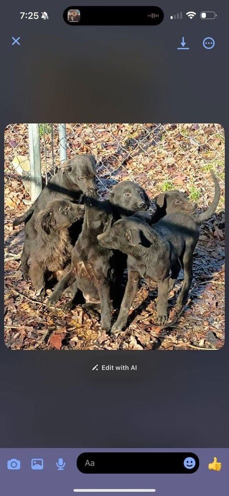 GARBAGE PAIL KIDS : BRADLEY APPLE - Flat-coated Retriever / Border Collie available for adoption