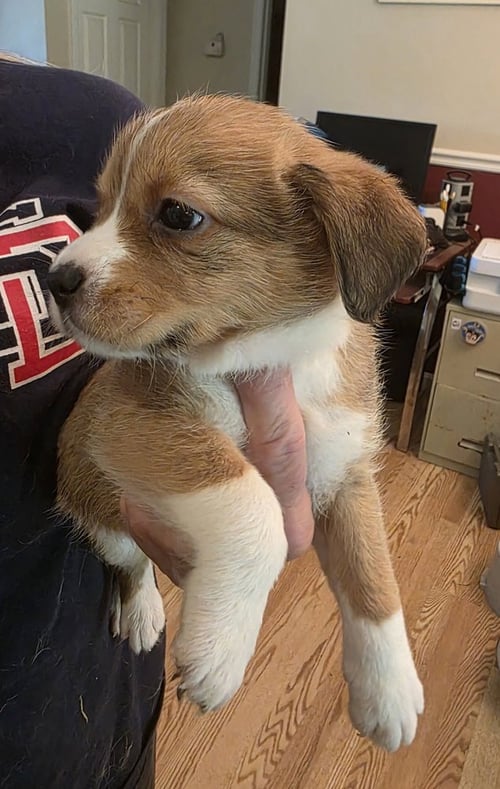HORSING AROUND : RACHEL ALEX - Terrier / Beagle available for adoption