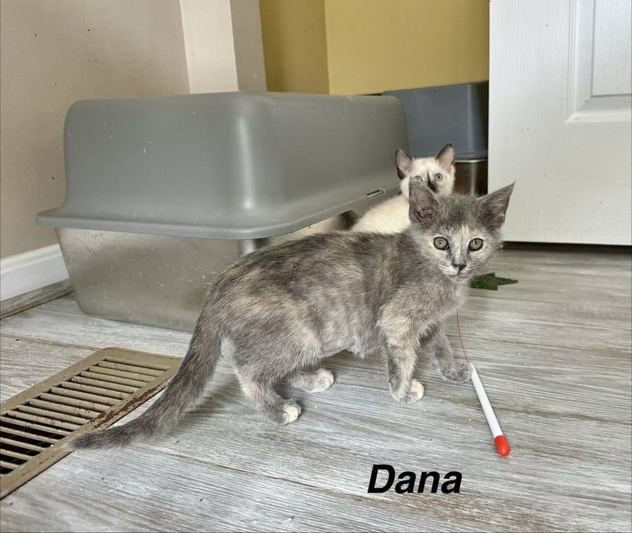 The Pitt Kitts : Dana Image
