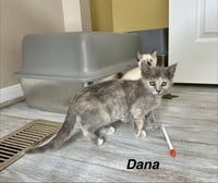 The Pitt Kitts : Dana - Photo 1