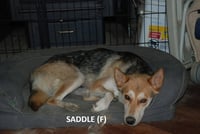 Mama Saddle - Photo 1