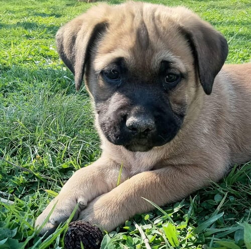 COCO PUPS : COURTNEY - Labrador Retriever available for adoption