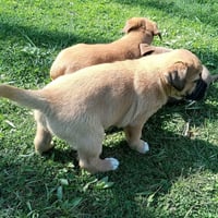 Coco Pups : Courtney - Photo 4
