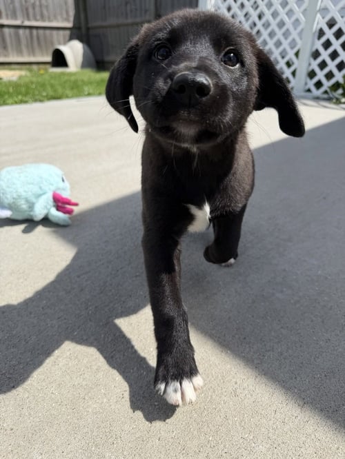 CONNECTICUT : BRISTOL - Labrador Retriever / Terrier available for adoption