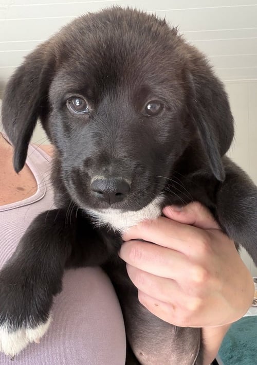 CONNECTICUT : BRISTOL - Labrador Retriever / Terrier available for adoption