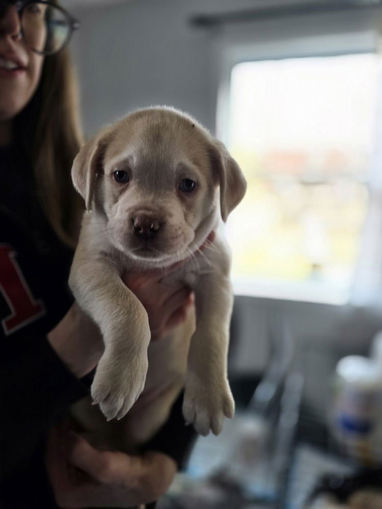 LADYBIRDS : GORDO - Catahoula Leopard Dog / Australian Shepherd available for adoption
