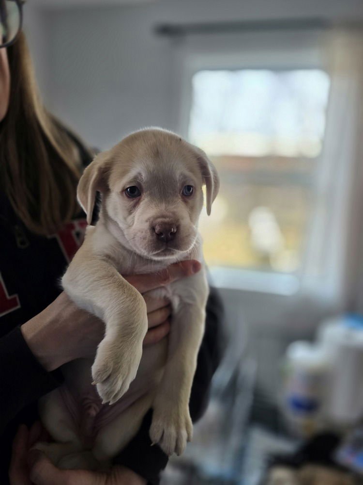 Ladybirds : Gordo - Photo 3