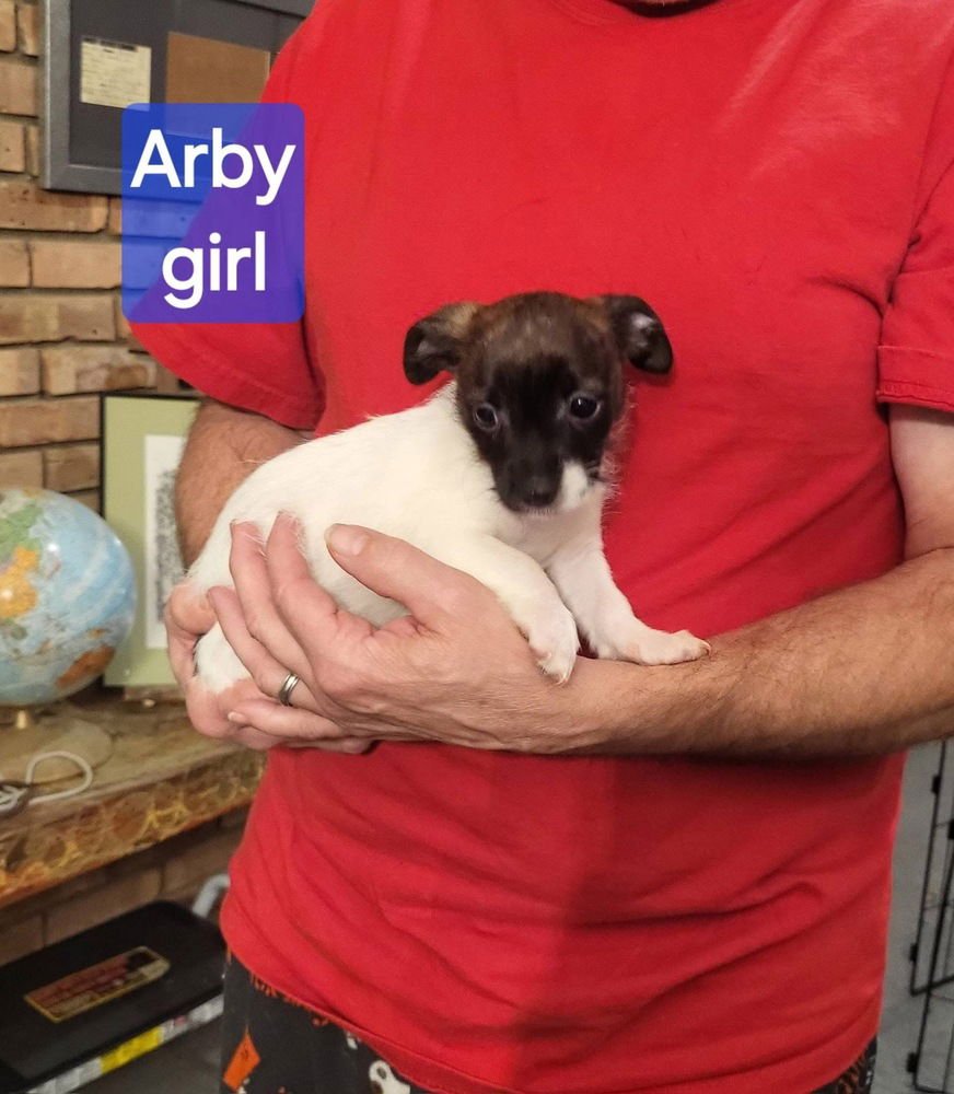FAST FOOD GANG : ARBY - Rat Terrier available for adoption