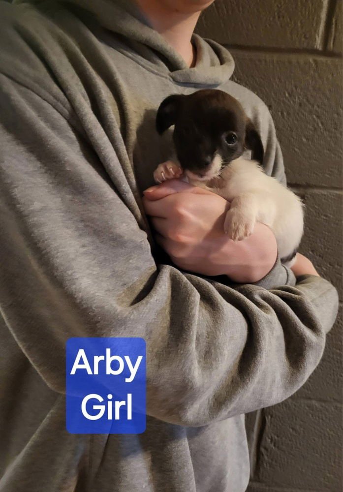 FAST FOOD GANG : ARBY - Rat Terrier available for adoption