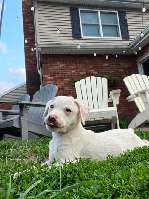 COMIDA BLANCA : ALFREDO - Labrador Retriever / Beagle available for adoption