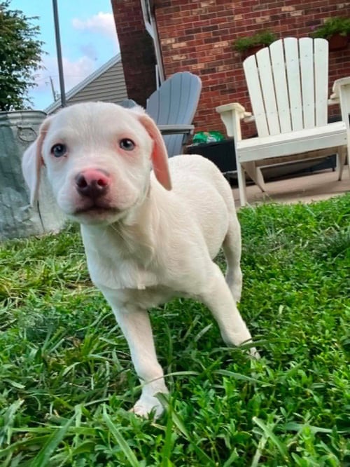 COMIDA BLANCA : ALFREDO - Labrador Retriever / Beagle available for adoption