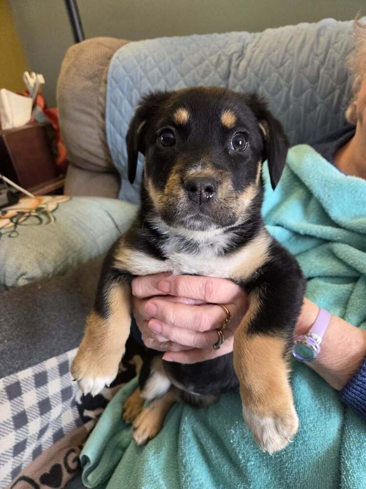 GERMAN CUISINE : SOURCRAUT - German Shepherd Dog / Labrador Retriever available for adoption