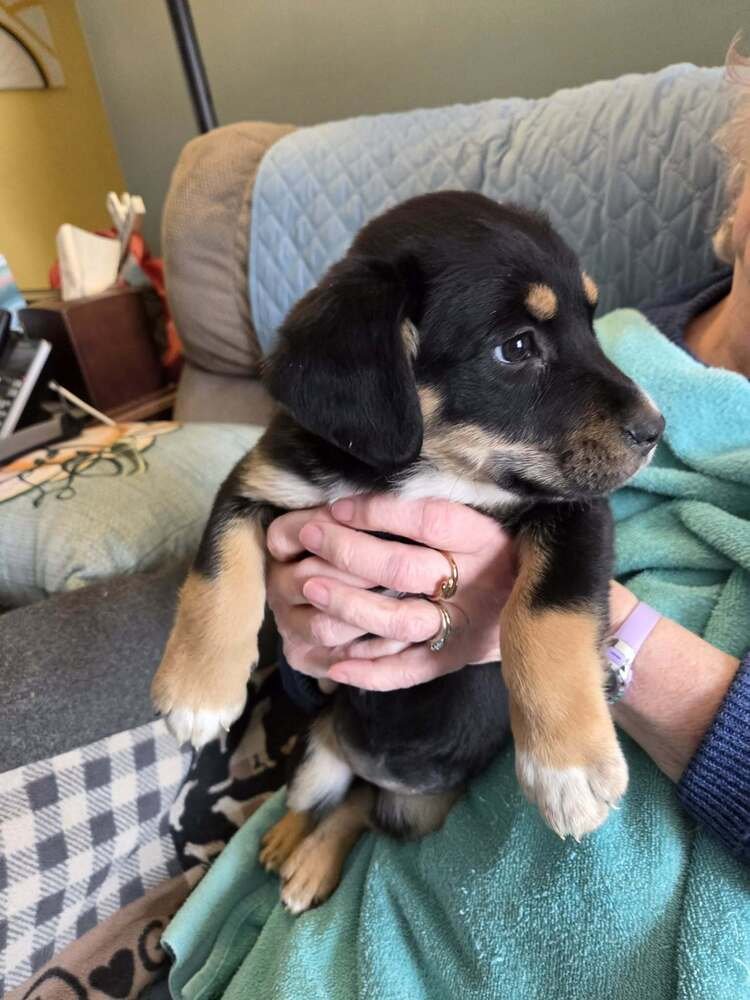 GERMAN CUISINE : SOURCRAUT - German Shepherd Dog / Labrador Retriever available for adoption