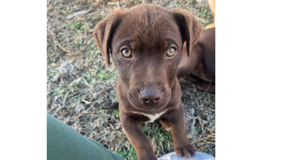 ICONIC TRIO : PAUL - Labrador Retriever / Bulldog available for adoption