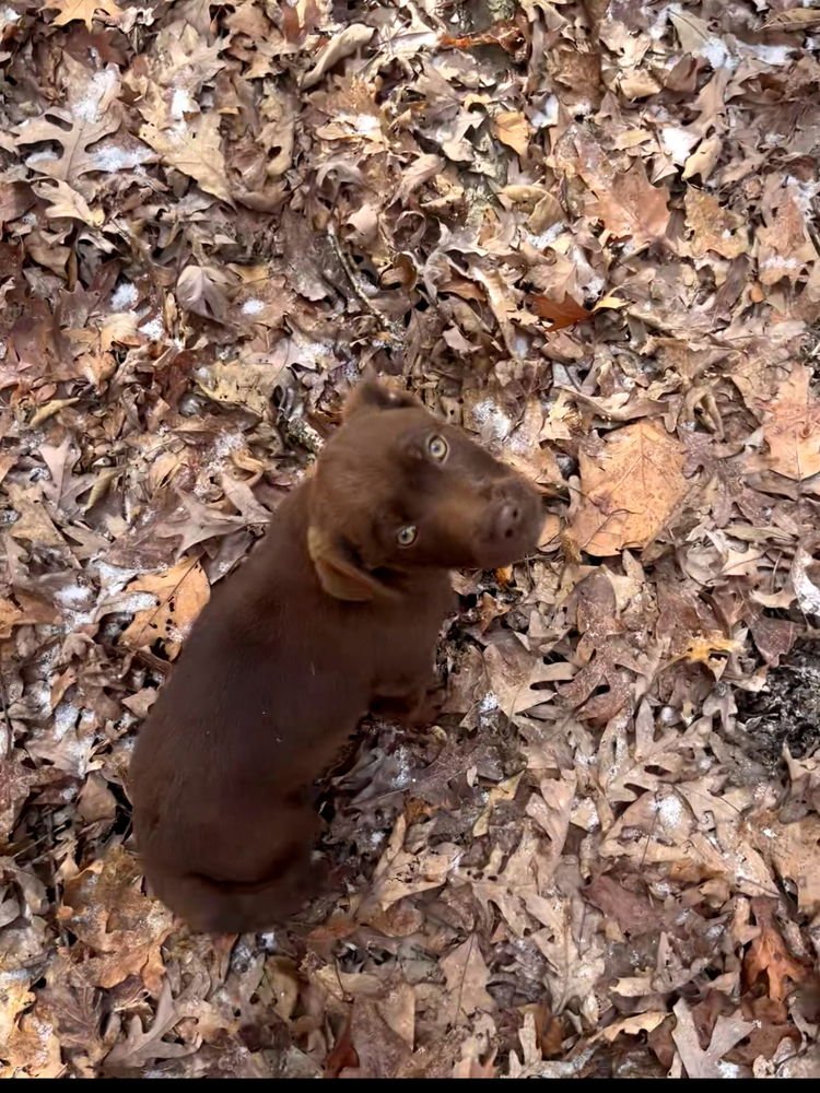 ICONIC TRIO : PAUL - Labrador Retriever / Bulldog available for adoption