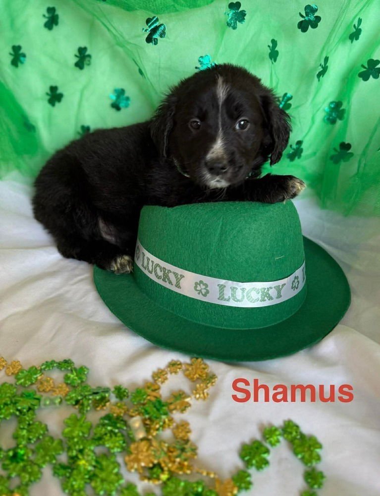LUCKY CHARMS :  SHAMUS - Golden Retriever / Labrador Retriever available for adoption