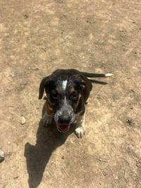 BRE Paws : Brenden - Photo 1