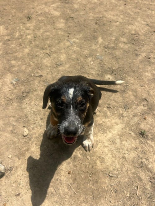 BRE PAWS : BRENDEN - Australian Shepherd available for adoption