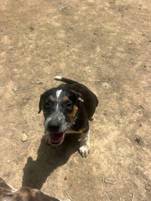 BRE PAWS : BRENDEN - Australian Shepherd available for adoption