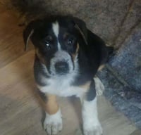 BRE Paws : Brenden - Photo 3