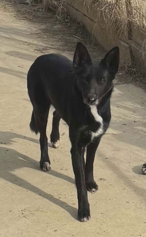 CD : DOLLY - German Shepherd Dog / Labrador Retriever available for adoption