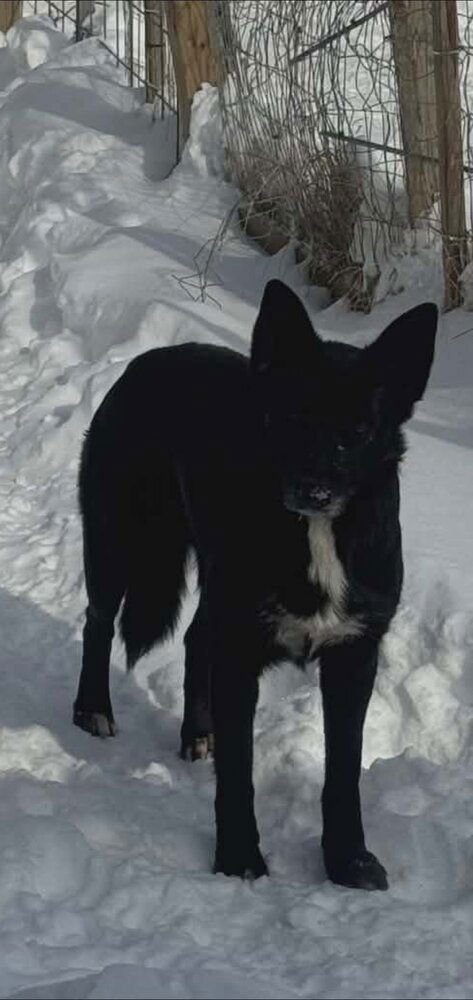 CD : DOLLY - German Shepherd Dog / Labrador Retriever available for adoption