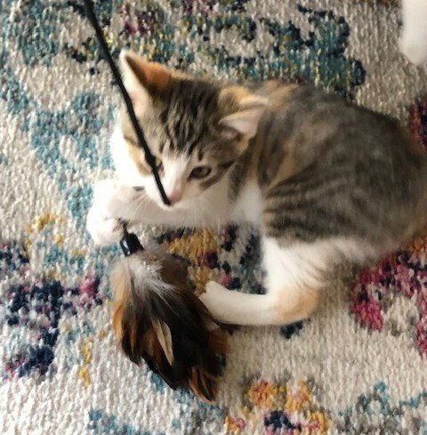 JANIS'S : FIONA - Domestic Short Hair / Domestic Short Hair available for adoption