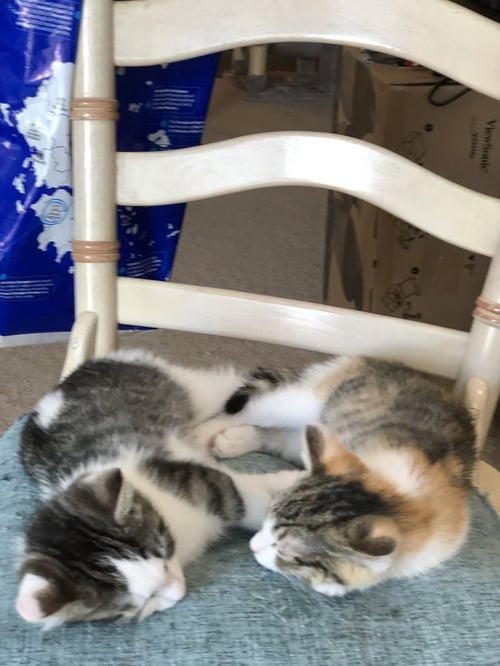 JANIS'S : FIONA - Domestic Short Hair / Domestic Short Hair available for adoption