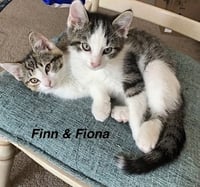 Janis's : Fiona - Photo 3